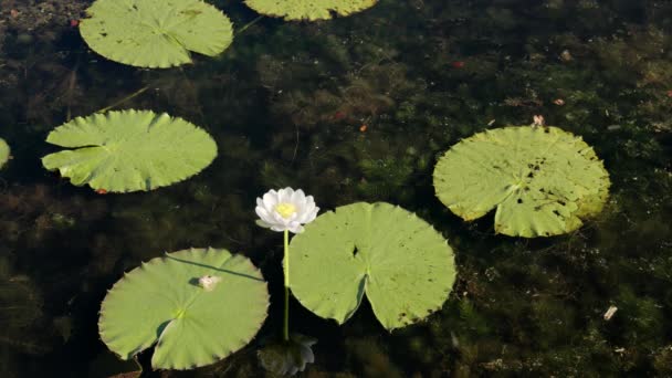Tiro Próximo Uma Flor Waterlily Marlgu Billabong Perto Wyndham Região — Vídeo de Stock