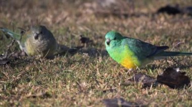 Bir çift kırmızı popolu papağanın NSW, Avustralya 'da Tamworth' da yerde beslenirken çekilen görüntülerini izliyoruz.