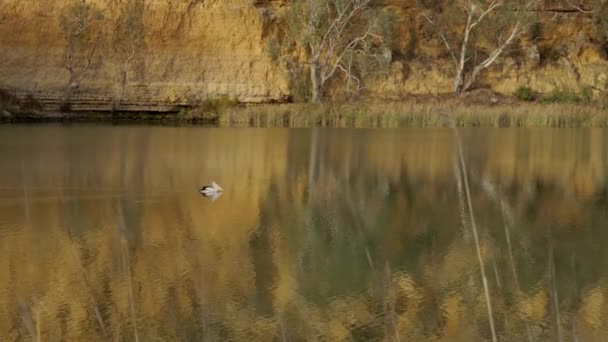 Rastreo Pelícano Nadando Río Murray Gran Curva Sur Australia — Vídeos de Stock
