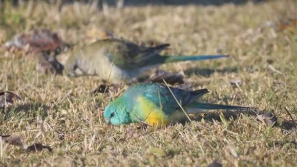Bliskie Ujęcie Pary Papug Czerwonych Żerujących Ziemi Tamworth Nsw Australia — Wideo stockowe