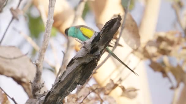 Papagaio Com Capuz Macho Empoleirado Uma Árvore Pinhal Território Norte — Vídeo de Stock