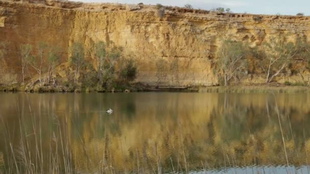 Szerokie Ujęcie Australijskiego Pelikana Pływającego Rzece Murray Dużym Zakręcie Południowej — Wideo stockowe