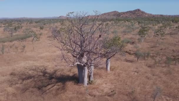 Disparo Aéreo Ángulo Alto Volando Lejos Árbol Boab Región Kimberley — Vídeos de Stock