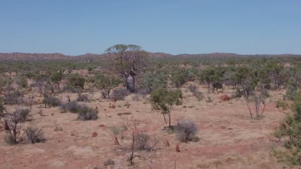 オーストラリア西部のキンバリー地域のブーツの木に向かって前方に飛行する航空ショット — ストック動画