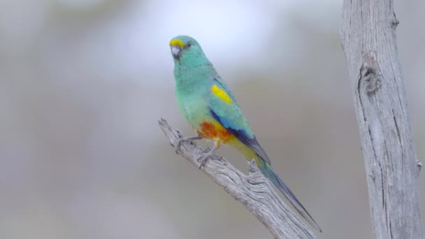 Eine Zeitlupe Nahaufnahme Eines Mulga Papageien Einem Baum Gluepot Reserve — Stockvideo