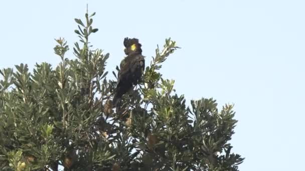 Yellow Tailed Black Cockatoo Banksia Tree Forster Nsw Australia — Stock Video