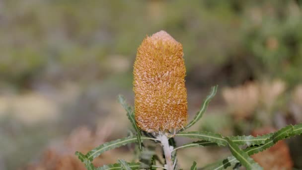 Pełni Kwiat Żołędzi Kwiat Bansksia Kalbarri Parku Narodowym Zachodniej Australii — Wideo stockowe
