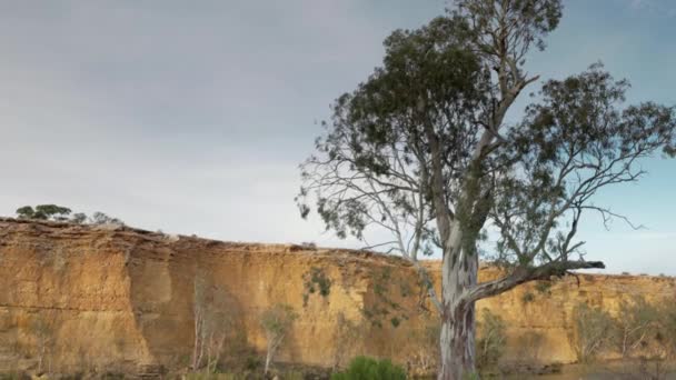 Powiększyć Klip Drzewa Gumy Rzecznej Dużym Zakręcie Rzece Murray Południowej — Wideo stockowe