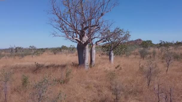 Wznoszące Się Zdjęcie Lotnicze Boab Drzewa Regionie Kimberley Zachodniej Australii — Wideo stockowe