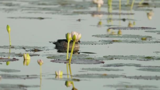 Urmărire Unei Gâscă Verde Marlgu Billabong Rezervație Naturală Lagunei Păsări — Videoclip de stoc