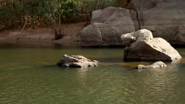 Tracking Shot Freshwater Crocodile Sunning Itself Rock Katherine Gorge Nitmiluk — Stock Video