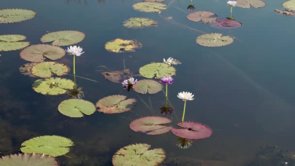 Vid Skott Vattenliljeblad Och Blommor Marlgu Biriculong Parry Laguner Naturreservat — Stockvideo