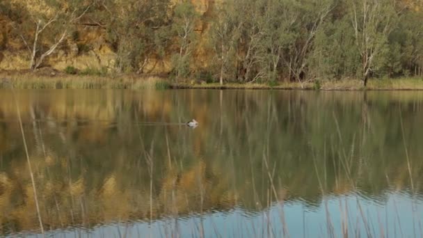 Małe Ujęcie Pelikana Pływającego Górę Rzeki Murray Dużym Zakręcie Południowej — Wideo stockowe