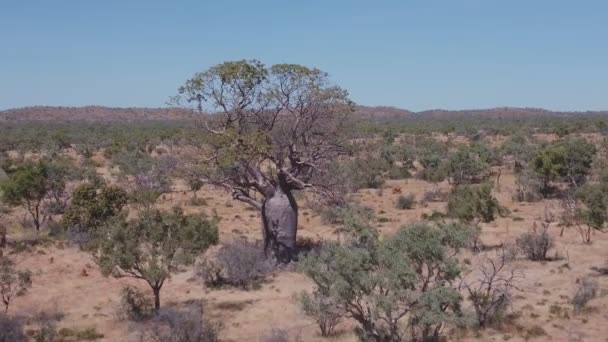 Clip Aéreo Que Vuela Hacia Atrás Lejos Boab Región Kimberley — Vídeos de Stock