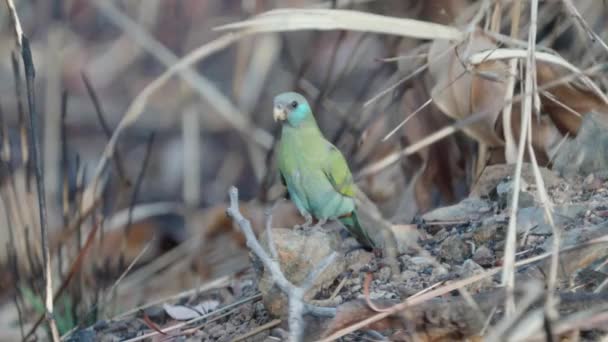 Female Hooded Parrot Feeding Ground Pine Creek Northern Territory Australia — Stock Video
