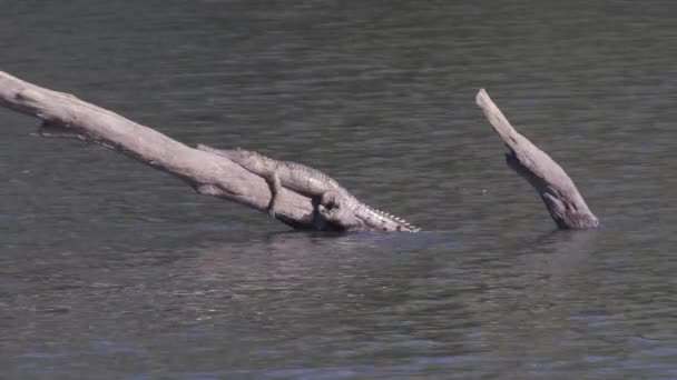 Ένας Κροκόδειλος Του Γλυκού Νερού Που Λιάζεται Ένα Κούτσουρο Στο — Αρχείο Βίντεο