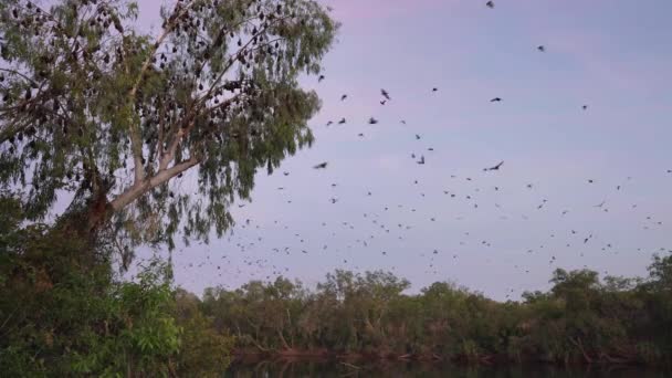Clip Del Amanecer Murciélagos Voladores Zorro Volando Descansando Árbol Desfiladero — Vídeos de Stock