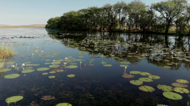 Ein Morgendlicher Zoom Clip Marlgu Billabong Des Parry Lagoons Nature — Stockvideo