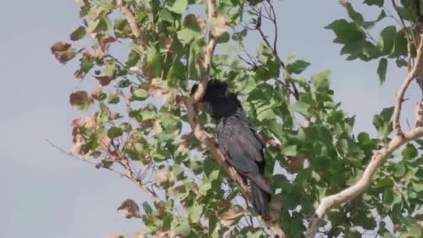 Red Tailed Black Cockatoo Tree Pine Creek Northern Territory Australia — Stock Video