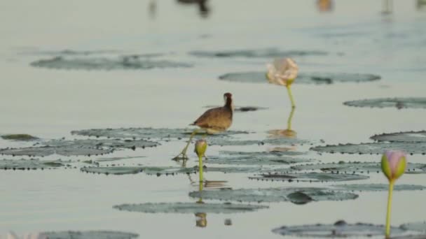 Grzebień Crested Jacana Poszukiwania Żywności Marlgu Billabong Parry Laguny Rezerwatu — Wideo stockowe