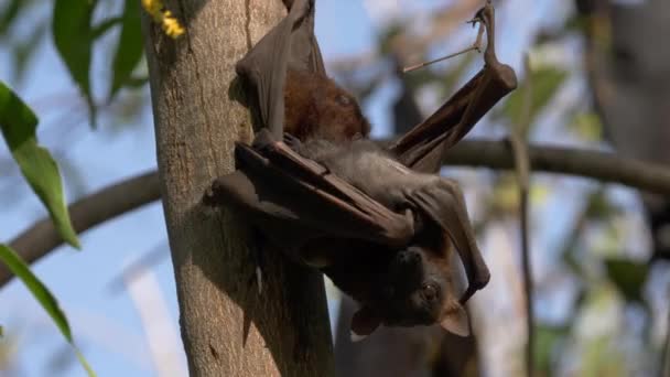Close Roosting Adult Baby Black Flying Fox Black Fruit Bat — Αρχείο Βίντεο