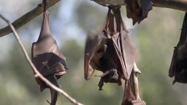 Vários Morcegos Frugívoros Acampamento Desfiladeiro Katherine Parque Nacional Nitmiluk Território — Vídeo de Stock