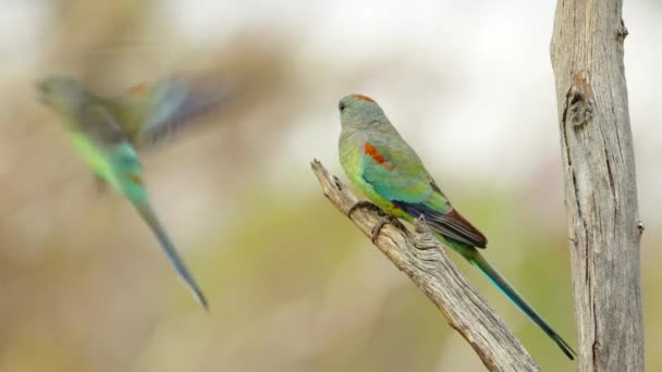 Samica Mulga Papuga Gałęzi Drzewa Rezerwacie Gluepot Południowej Australii — Wideo stockowe