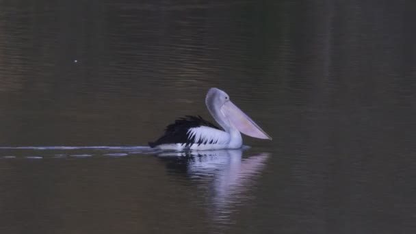 Śledzenie Klipu Australijskiego Pelikana Pływającego Rzece Murray Dużym Zakręcie Południowej — Wideo stockowe