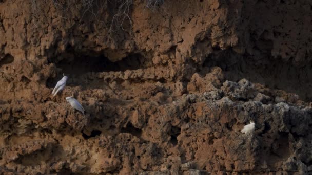 Long Shot Three Sulphur Crested Cockatoos Cliff Big Bend Murray — Stock Video
