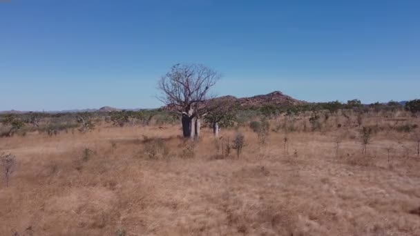 オーストラリア西部のキンバリー地域の ボブの木と丘に向かって前進する空中クリップ — ストック動画