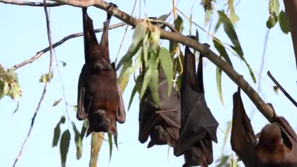 Murciélagos Machos Fruta Que Descansan Desfiladero Nitmiluk También Conocido Como — Vídeos de Stock