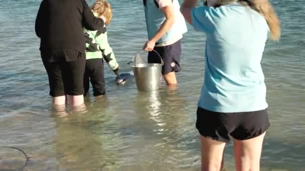 Una Joven Mano Turista Alimenta Delfín Luego Posa Para Una — Vídeo de stock