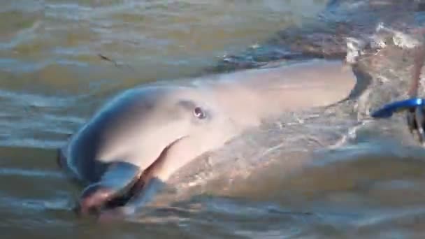 オーストラリア西部のサルミアで食べられるイルカの高フレームレート — ストック動画