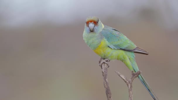 Zpomalený Pohyb Zblízka Samce Podkolenního Papouška Rezervaci Gluepot Jižní Austrálii — Stock video