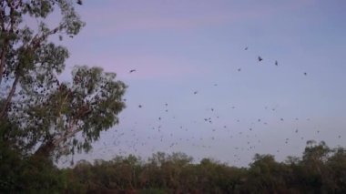 Nitmiluk Vadisi 'nde uçan yarasaların gündoğumu. Kuzey bölgesindeki Nitmiluk Milli Parkı' nda Katherine Vadisi olarak da bilinir.