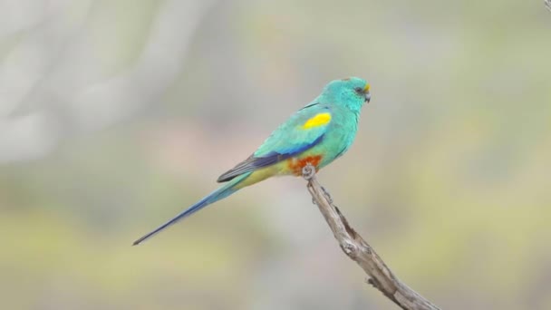 Papagaio Mulga Macho Ramo Reserva Gluepot Sul Austrália — Vídeo de Stock