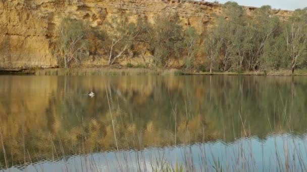Australian Pelican Swimming Murray River Big Bend South Australia — Stock Video