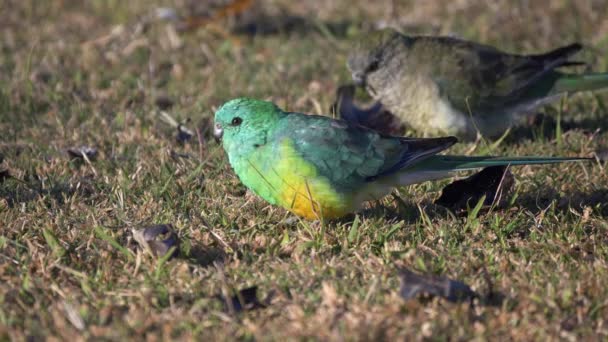오스트레일리아 Nsw의 Tamworth에서 먹이는 앵무새 — 비디오