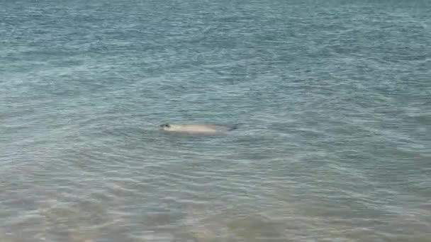 Пляшковий Дельфін Лежить Його Боці Мілководді Мавпі Міа Західній Австралії — стокове відео