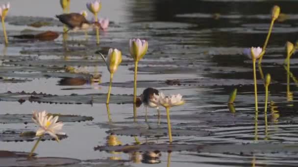 Висока Швидкість Кадрів Декількох Джакана Водяних Ліліях Марлю Білабунді Природного — стокове відео