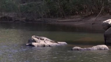 Avustralya 'nın kuzeyindeki Nitmiluk ulusal parkının nitmiluk vadisindeki bir kayanın üzerinde güneşlenen bir tatlı su timsahının teknesinden manzara.