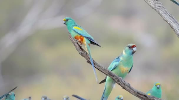 Slow Motion Shot Aggressive Australian Ringneck Parrot Chasing Mulga Parrot — Stok Video