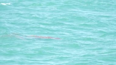 Batı Avustralya 'daki köpekbalığı körfezinde yavaş çekimde bir deniz ineği ve bebek yüzeye çıkarıldı.