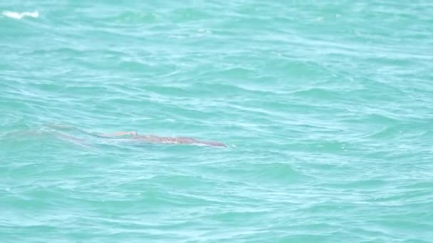 Batı Avustralya Daki Köpekbalığı Körfezinde Yavaş Çekimde Bir Deniz Ineği — Stok video