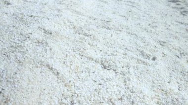 Batı Avustralya 'daki köpekbalığı körfezinde deniz kabuğu kabuğu kabukları oluşturan küçük midye kabuklarını kapatın.