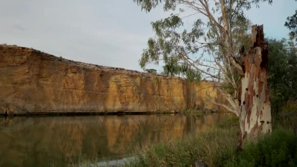 オーストラリア南部のマレイ川の大きな曲がった川ガムの木のクリップを傾けます — ストック動画