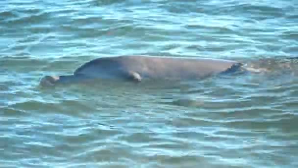 Egy Nagy Képkocka Sebességű Klipet Egy Delfinről Ami Arra Vár — Stock videók