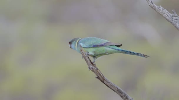Zpomalený Boční Pohled Papouška Hřbetního Rezervaci Gluepot Jižní Austrálii Souladu — Stock video