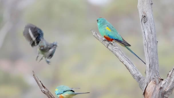 Slow Motion Shot Male Female Mulga Parrot Tree Gluepot Reserve — Stock Video
