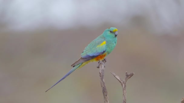 Slow Motion Clip Mulga Parrot Male Turning Cameraat Gluepot Reserve — Stock Video